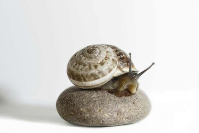 Macro shot of a snail with spiral shell on a smooth stone, showcasing minimalist aesthetics.