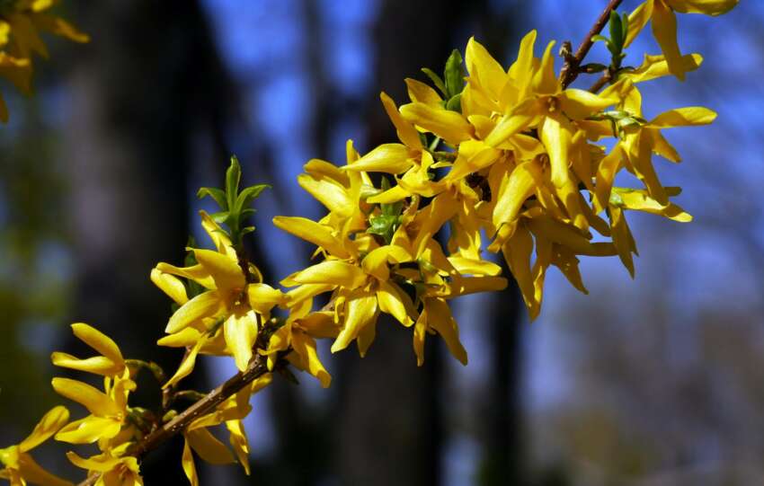 A branch of vibrant yellow forsythia blooms against a blurred natural background.