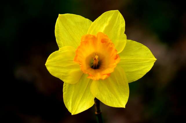Detailed close-up of a vibrant yellow daffodil in full bloom, showcasing its intricate petals.