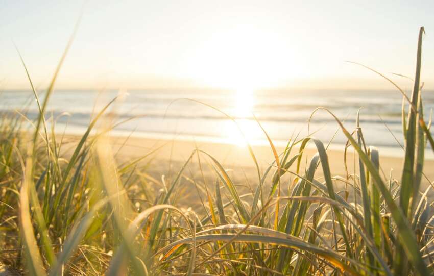 Peaceful sunrise view from grassy dunes on an Australian beach, capturing the ocean's horizon.