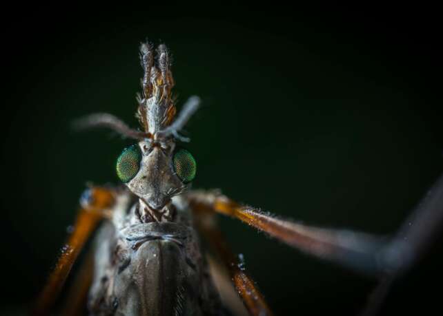Detailed macro shot revealing the intricate features of a mosquito's head in high detail.