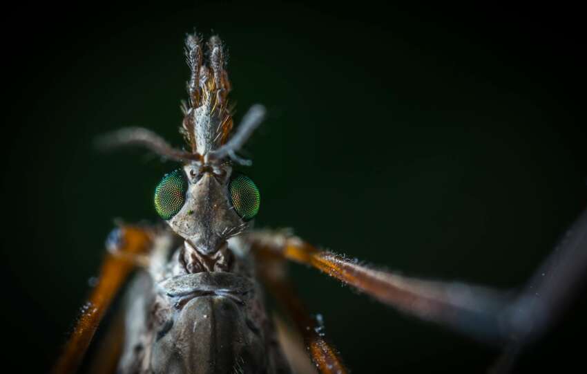 Detailed macro shot revealing the intricate features of a mosquito's head in high detail.