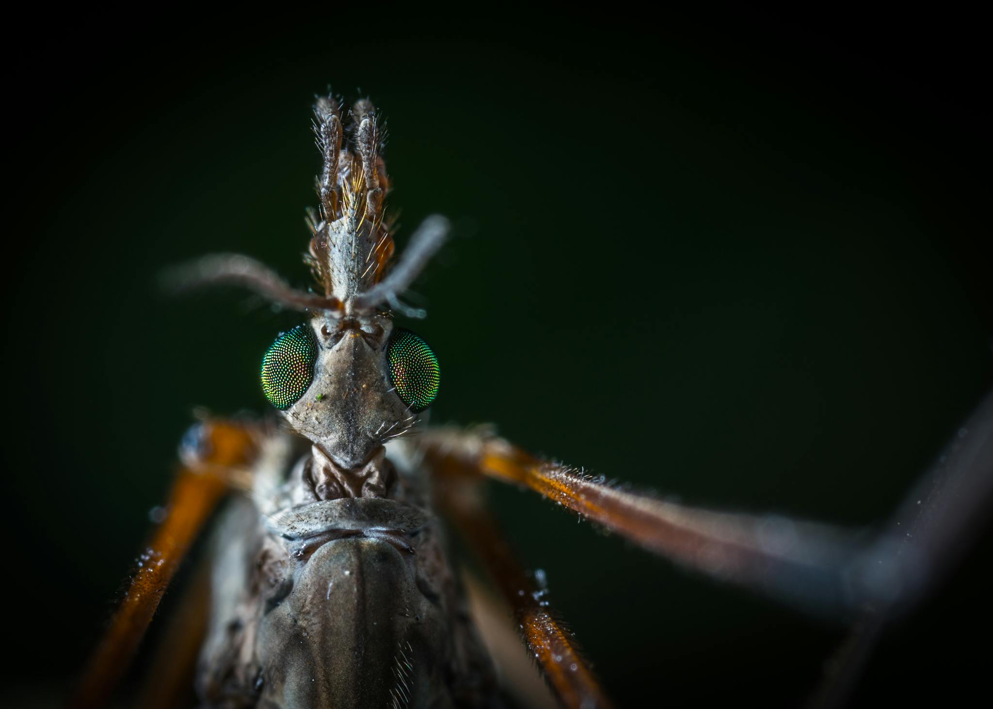 Detailed macro shot revealing the intricate features of a mosquito's head in high detail.