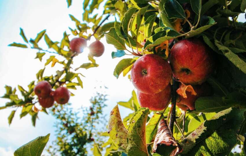 Vibrant red apples glistening with dewdrops hang from a branch in a sunlit orchard.