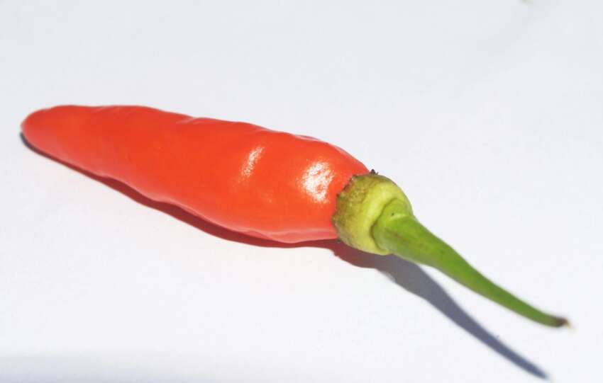Vibrant red chili pepper in close-up, showcasing freshness and spicy flavor.