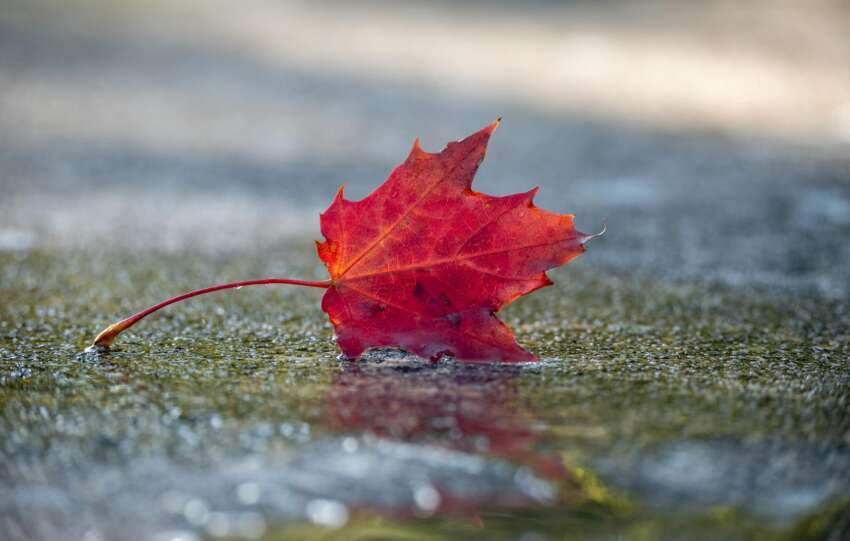 Close-up of a vibrant red maple leaf on wet pavement reflecting autumn tranquility.