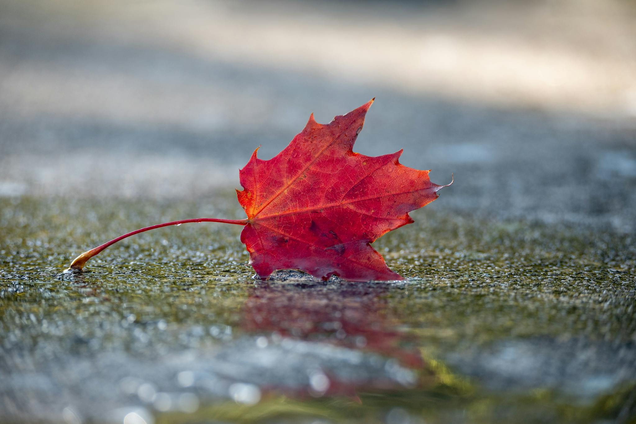 Close-up of a vibrant red maple leaf on wet pavement reflecting autumn tranquility.