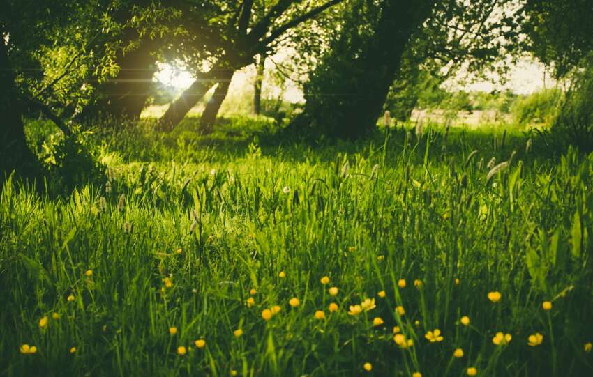 A serene sunlit meadow with lush green grass and yellow wildflowers.