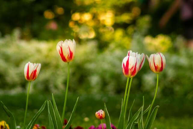 Beautiful red and white tulips blooming in a lush garden setting, captured during spring.