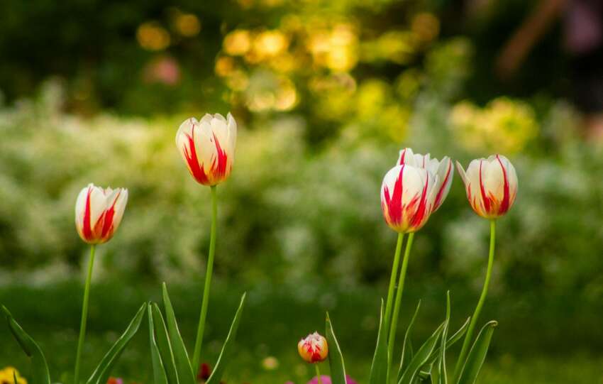 Beautiful red and white tulips blooming in a lush garden setting, captured during spring.