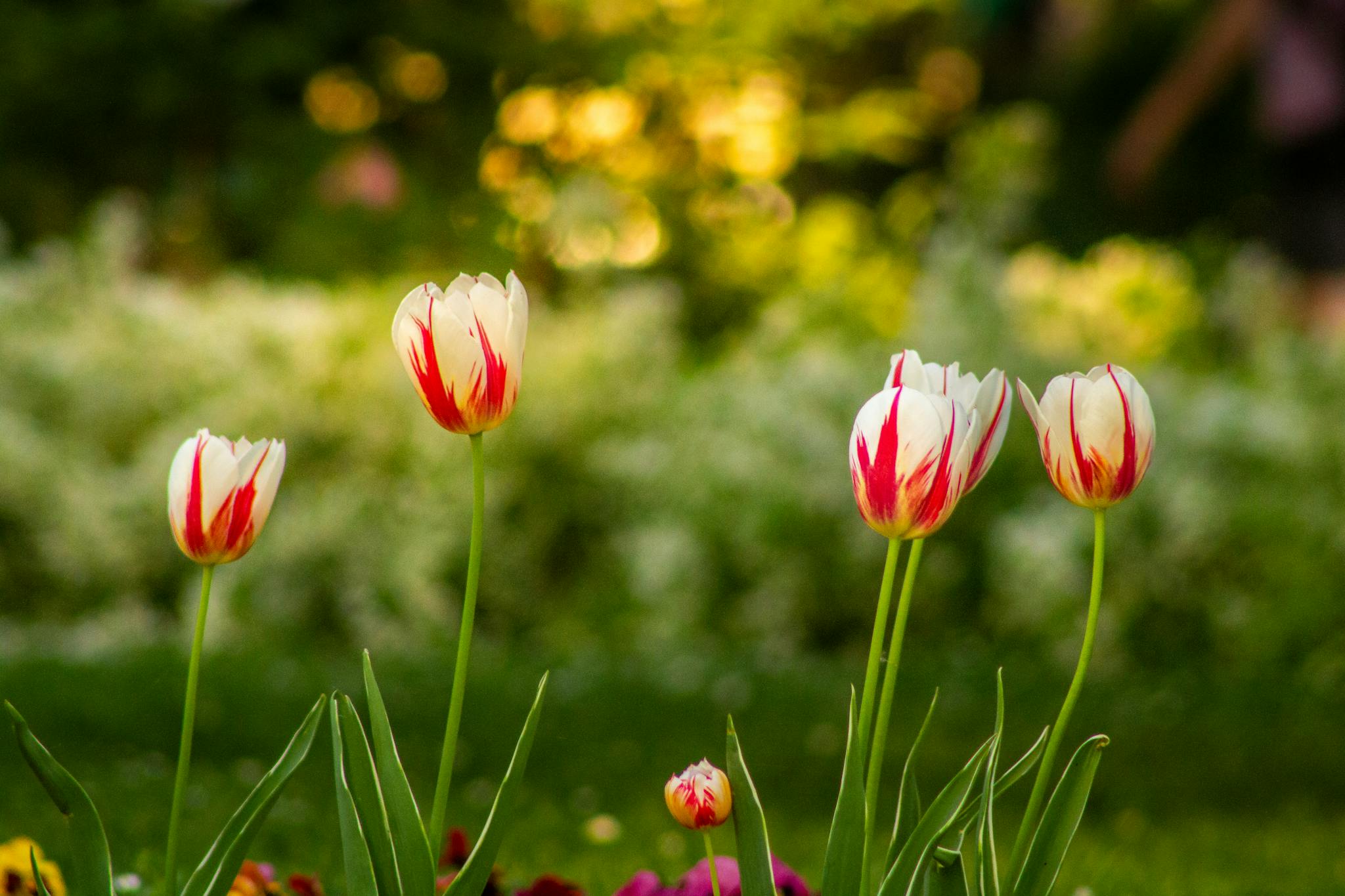 Beautiful red and white tulips blooming in a lush garden setting, captured during spring.