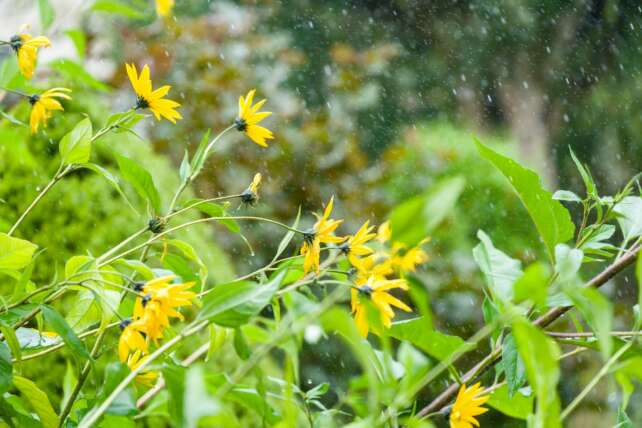Bright yellow flowers with lush greenery captured on a rainy day, showcasing natural beauty in the outdoors.