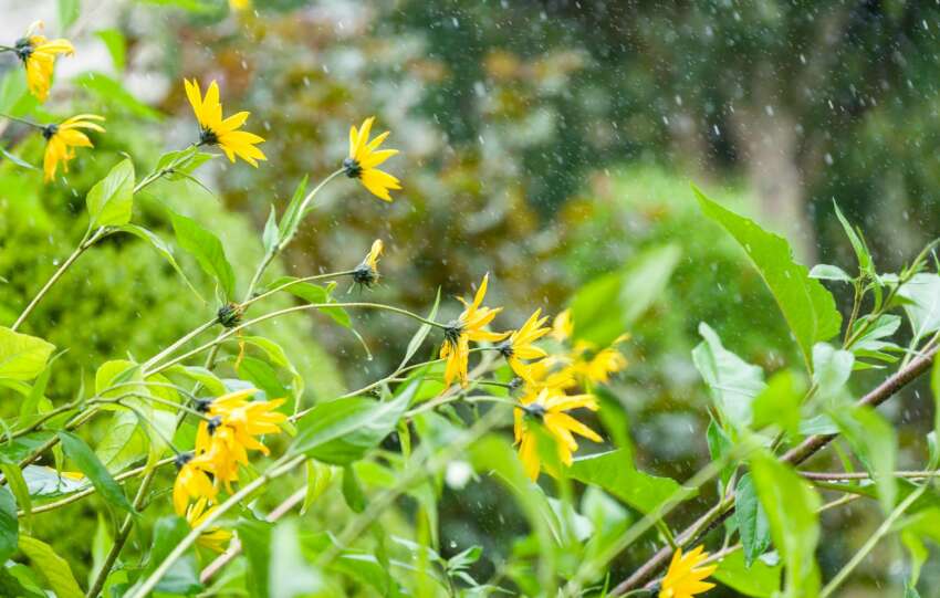 Bright yellow flowers with lush greenery captured on a rainy day, showcasing natural beauty in the outdoors.