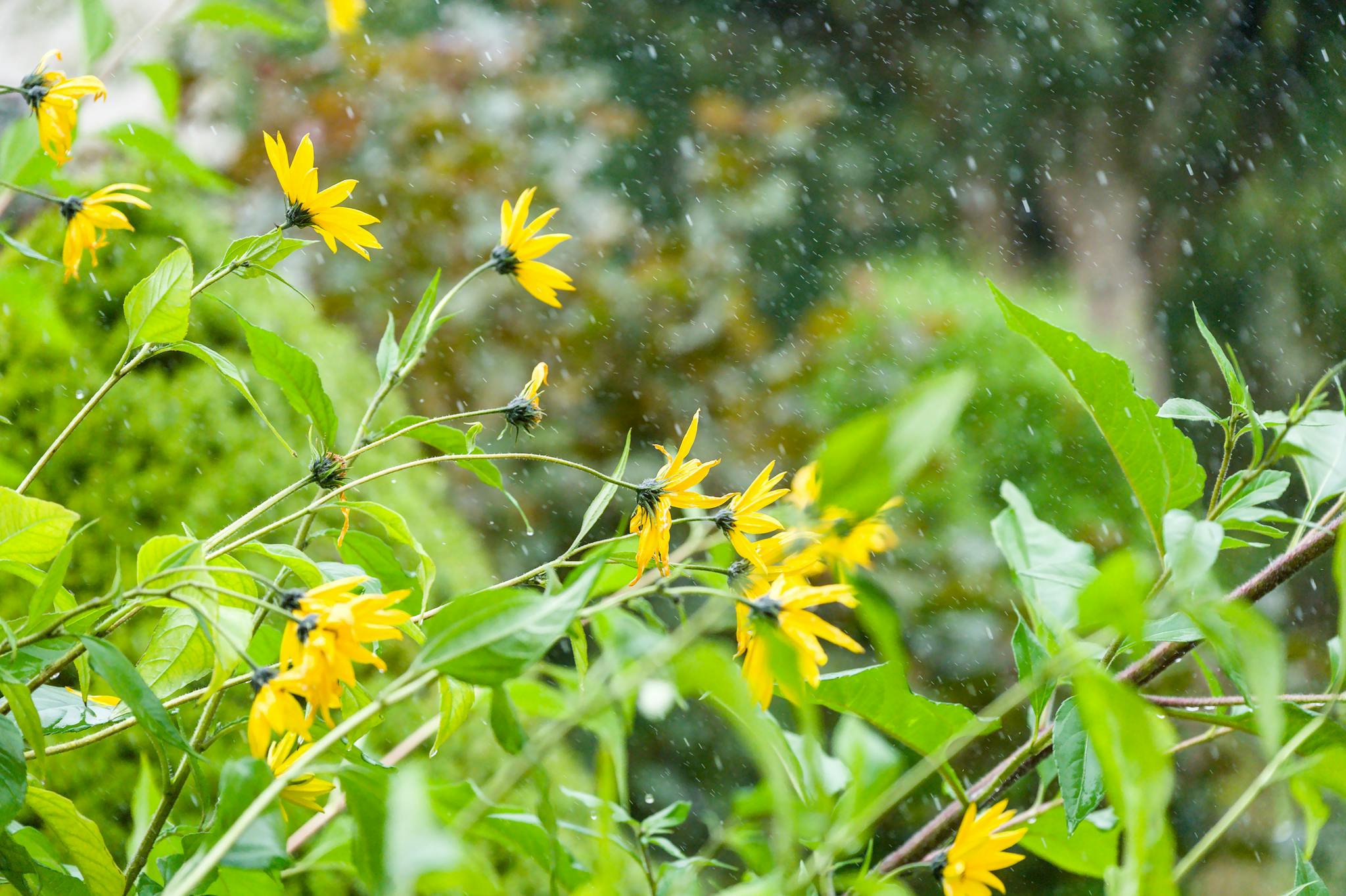 Bright yellow flowers with lush greenery captured on a rainy day, showcasing natural beauty in the outdoors.