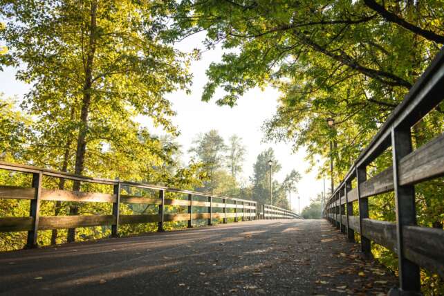 Peaceful morning view of a wooden pathway surrounded by lush greenery in Eugene, OR.