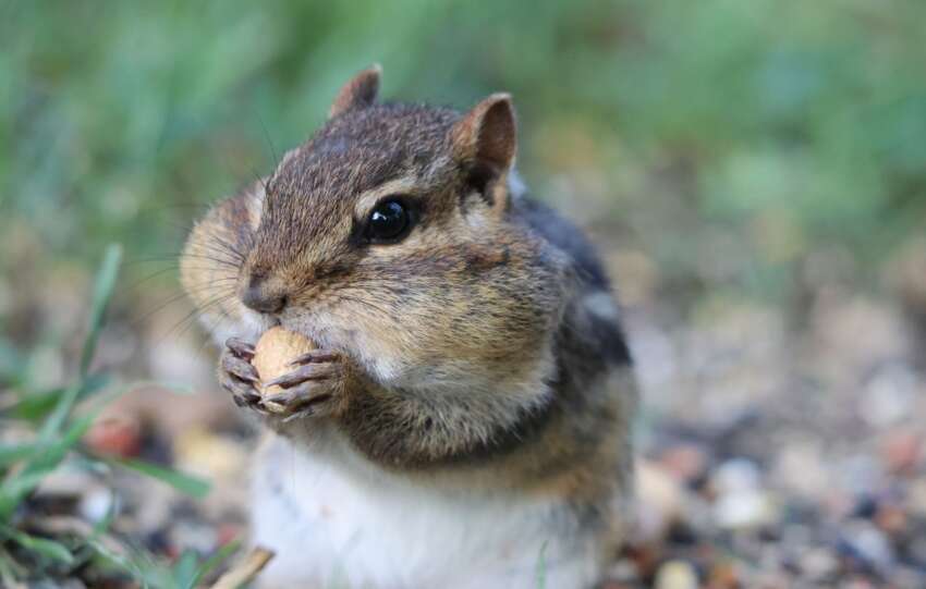 A cute chipmunk enjoying a peanut amidst fresh green grass in Minnesota.