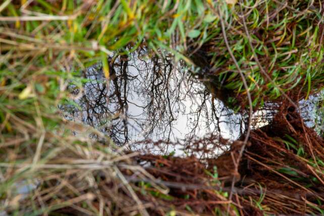 Captivating reflection of bare trees in a puddle, framed by lush green grass and earthy tones.