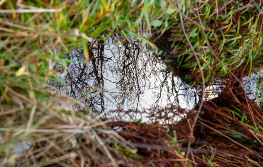 Captivating reflection of bare trees in a puddle, framed by lush green grass and earthy tones.