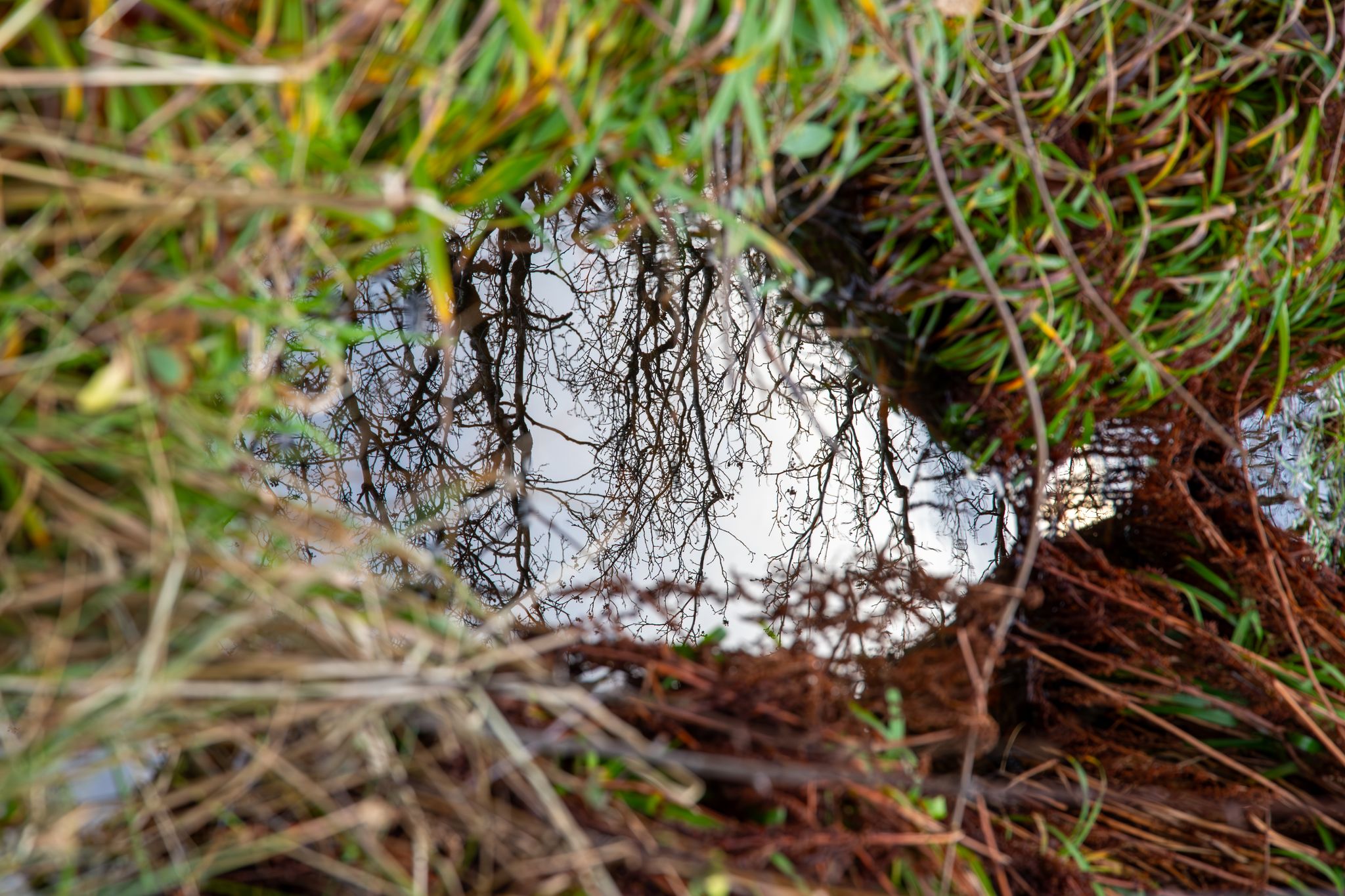 Captivating reflection of bare trees in a puddle, framed by lush green grass and earthy tones.