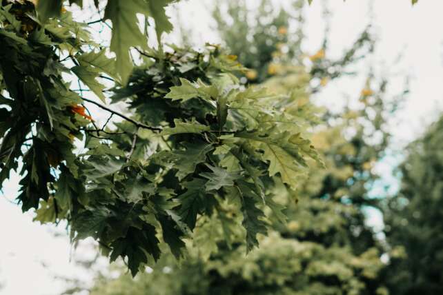 Detailed view of lush green oak leaves in a Toronto park on a peaceful day, reflecting nature's beauty.