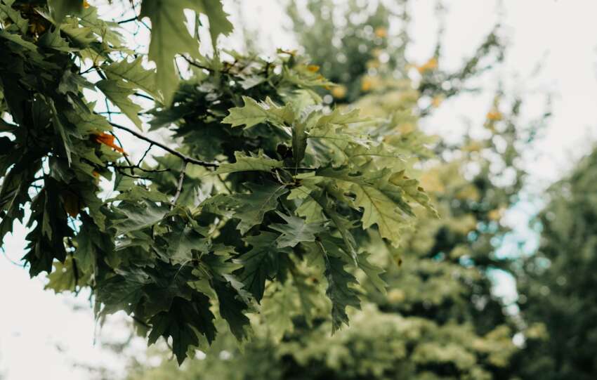 Detailed view of lush green oak leaves in a Toronto park on a peaceful day, reflecting nature's beauty.