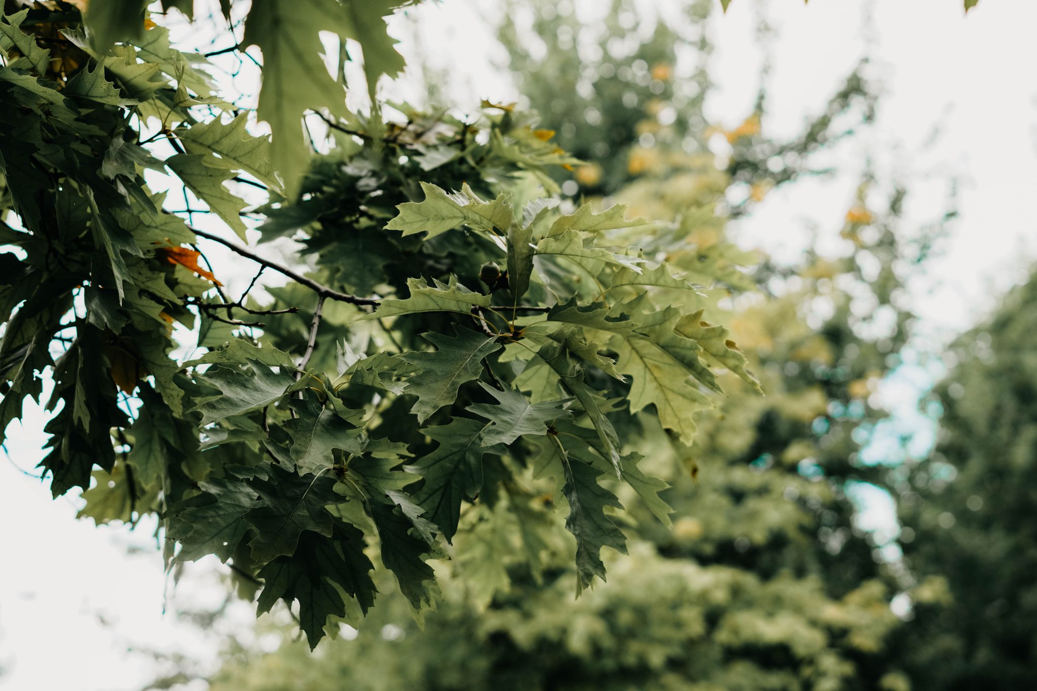 Detailed view of lush green oak leaves in a Toronto park on a peaceful day, reflecting nature's beauty.