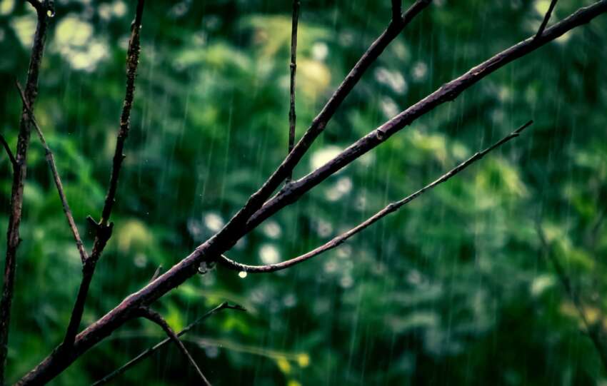 Capture of rainy day with droplets on a branch amidst greenery.