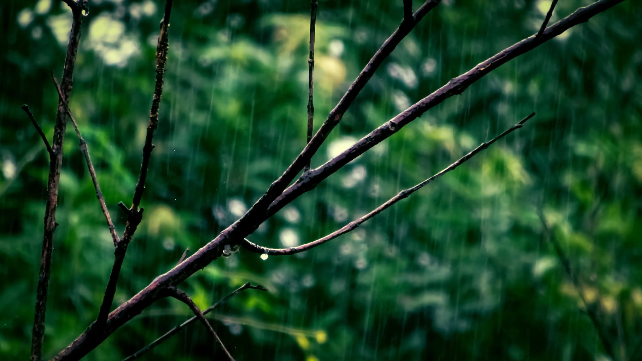 Capture of rainy day with droplets on a branch amidst greenery.
