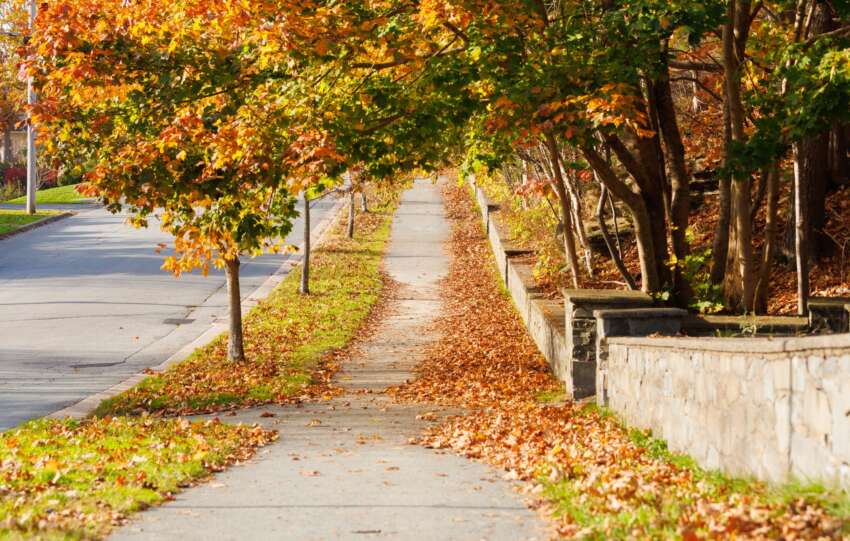 Beautiful autumn foliage on a sidewalk in Halifax, Nova Scotia, under bright fall skies.