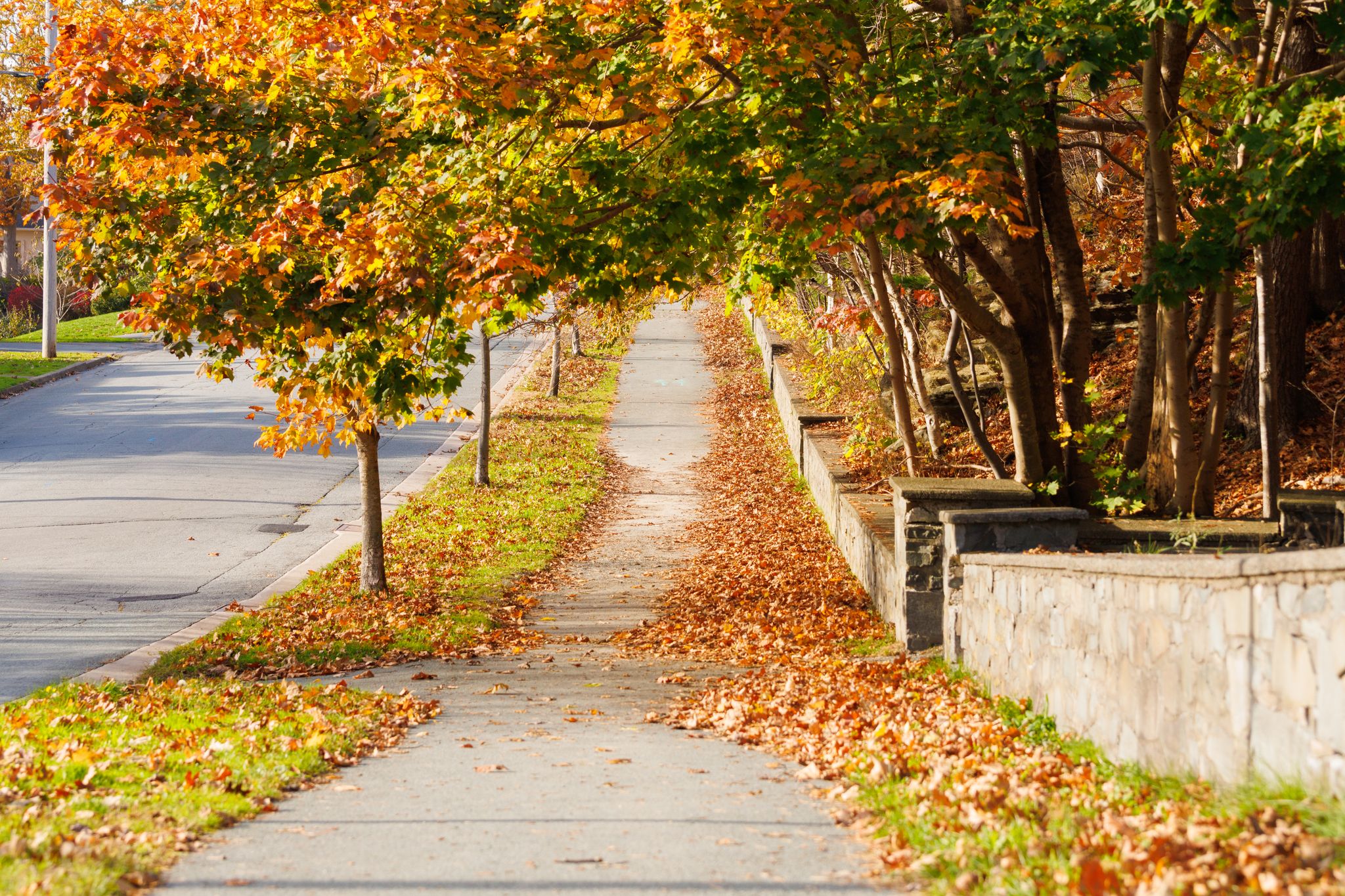 Beautiful autumn foliage on a sidewalk in Halifax, Nova Scotia, under bright fall skies.